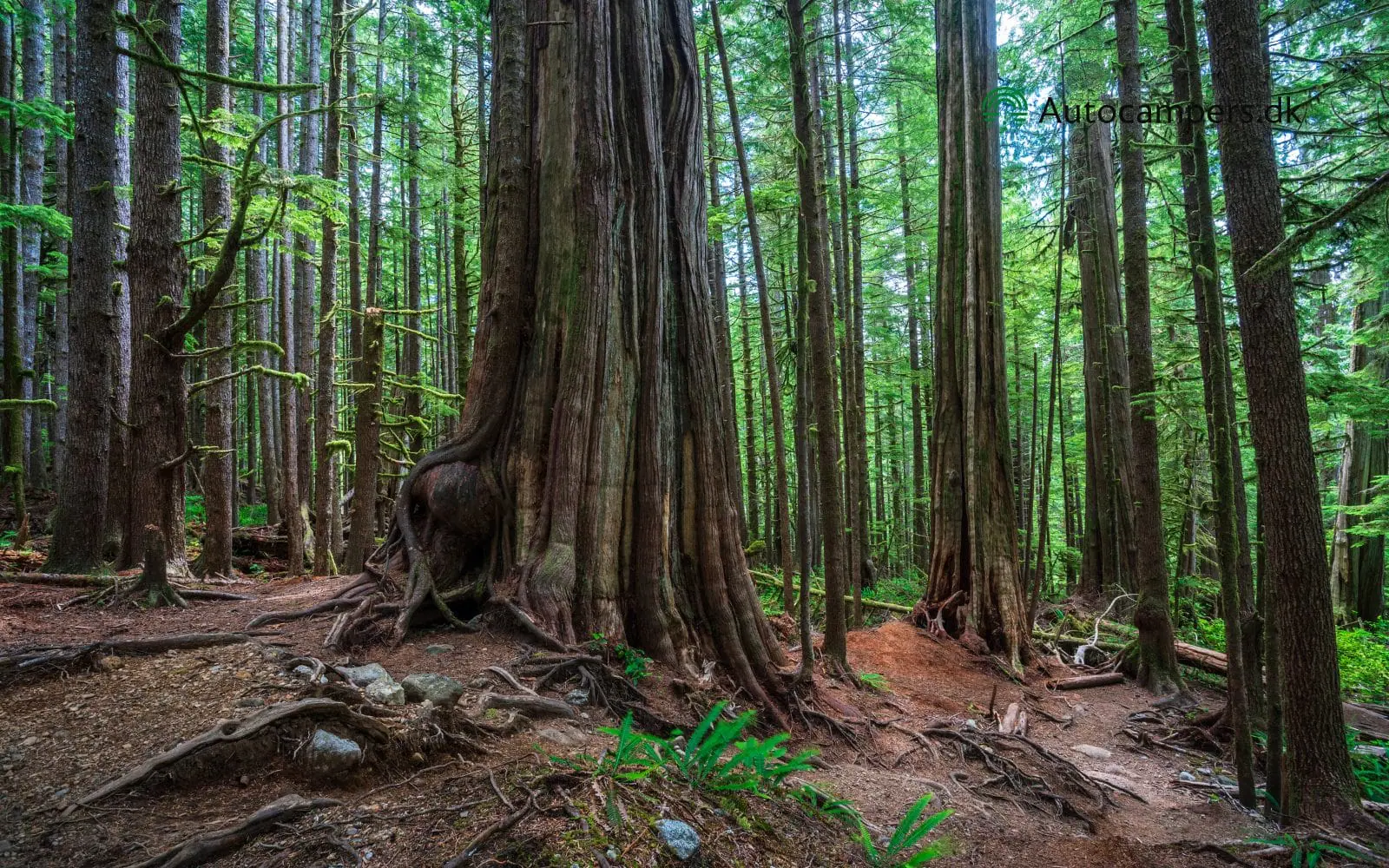 Avatar Grove på Vancouver Island