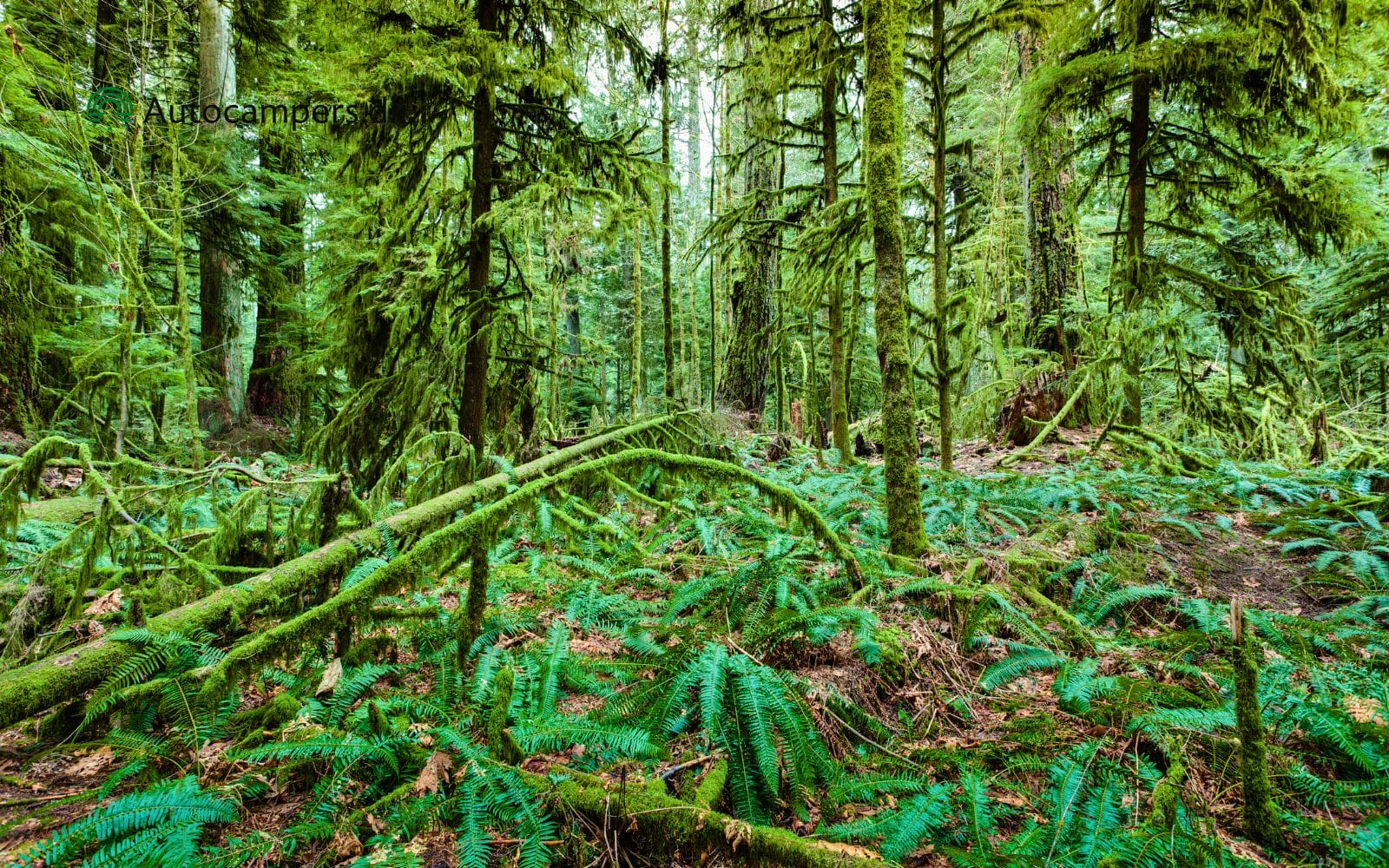 Cathedral Grove - Vancouver Island