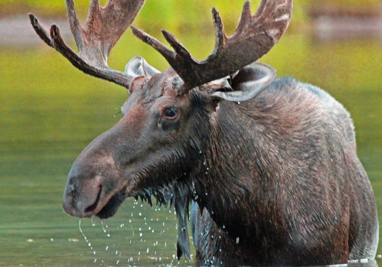 Elg i Glacier National Park