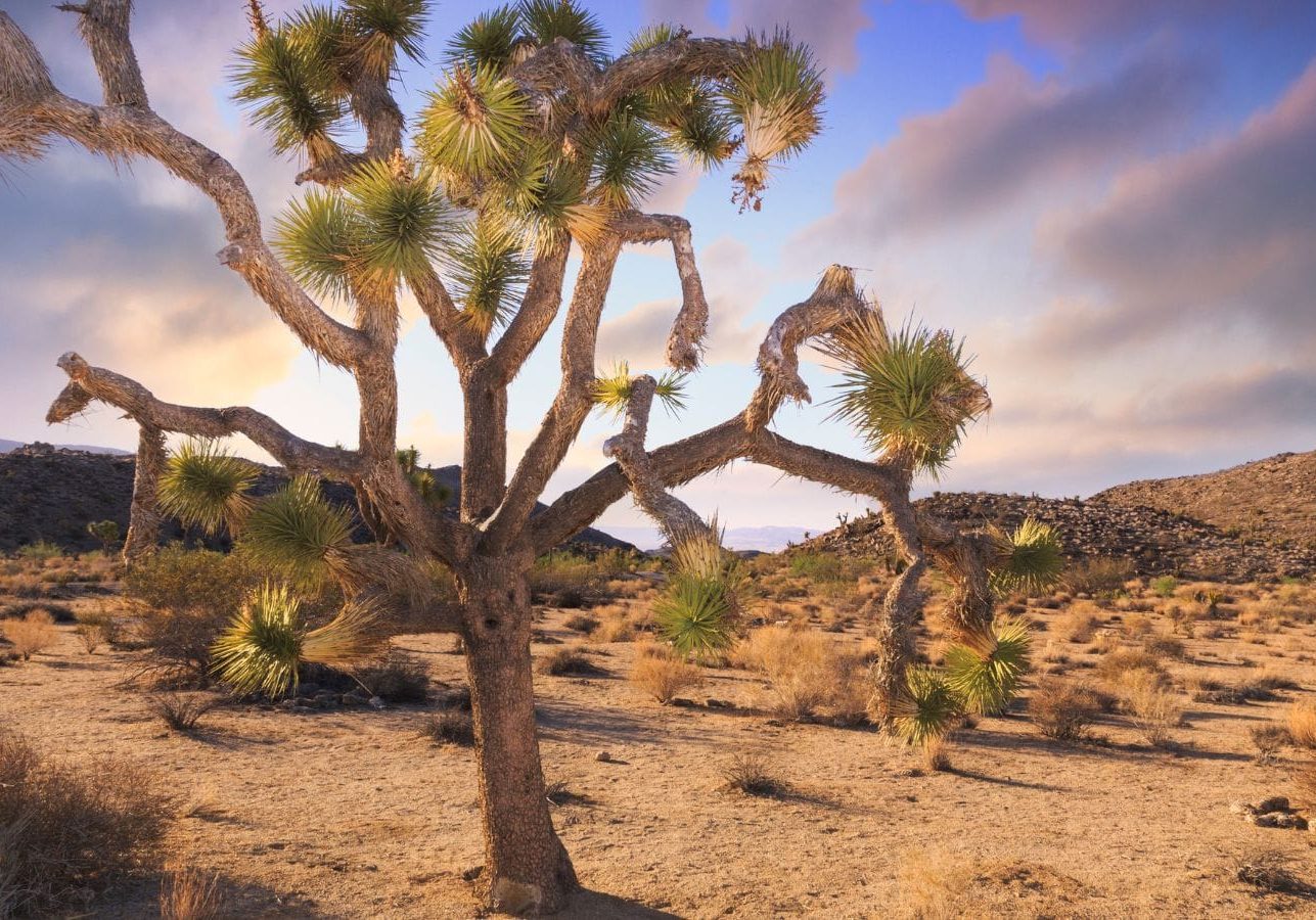 Det karakteristiske Joshua Tree i Joshua Tree National Park