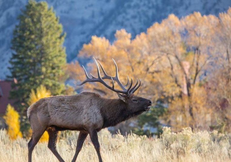 En wapiti (elk) omgivet af efterårsfarver i Yellowstone